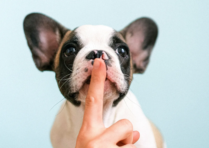 White and black French Bulldog with human's index finger on its snout encouraging the dog to be quiet.